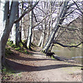 Path by the River Tay in PH8 0DL