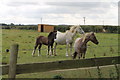 Horses off cliff Lane in DN21 4RH