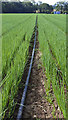 Irrigation pipe in a field of onions at Hazelhurst Farm in WR6 6LQ