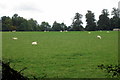 Grazing by the Ashby Road in CV9 3QJ