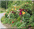 Colourful dahlias in Church Road in NR29 3EQ