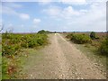 Little Cockley Plain, forestry road in SP6 2LJ