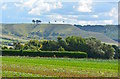 View over farmland to Oliver's Castle, Bromham, Wiltshire in SN15 2DX