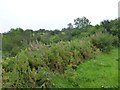 Scrubland beside the A697 in NE65 8UJ