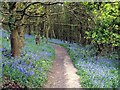 Husband Wood Footpath in S75 5BW