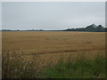 Stubble field, Cliffe Farm in LN2 3PU