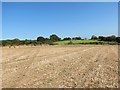Cae llafur wedi ei gynaeafu / Harvested corn field in SA63 4RN