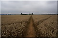 Path leading towards Humberston in DN36 5AS
