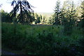 View in Glen Banvie Wood in PH18 5UA