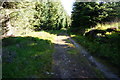 Forestry track, Glen Banvie Wood in PH18 5UA