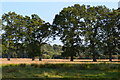 Woodland and fields near Redlynch in SP5 2PU