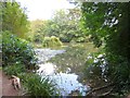 The lake - Wayford Woods in TA18 8QJ
