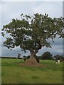 Tree and Cattle near Rough Grounds in DE6 2FL