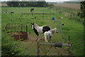 Horses and ponies near Wainfleet in PE24 4HP