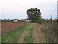 Field margin on tilled land near Barnhall Road, Tolleshunt Knights  in CM9 8HJ