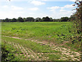 Pasture south of Tuttington Road in NR11 6SZ