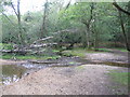 Streams in Perrywood Ironshill Inclosure in SO42 7QN