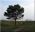 Lone pine, Beaulieu Heath in SO41 8PH