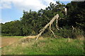 Snapped tree in Druids Grove in Campton and Chicksands