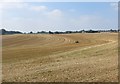 Stubble field near Burrough Green in CB8 9NH