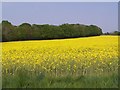 Edge of copse viewed across field of oilseed rape in SO51 6FE