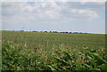 Farmland by Coxhall Rd in IP9 2BA