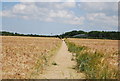 Footpath through barley in IP9 2BA