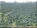 Cabbages near Sandygate Farm, Quadring in PE11 4PX