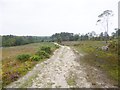 Millersford Copse, forestry road in SP6 2QY