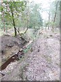 Millersford Copse, brook in SP6 2QY