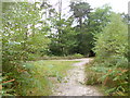 Millersford Copse, bridleway in SP6 2QY