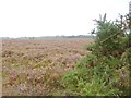 Hale Purlieu, heathland in SP6 2NS