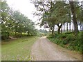 Hale Purlieu, bridleway in SP6 2NR