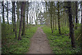 Footpath through Mosscrop Plantation in NE66 3DW