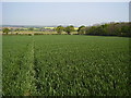 Footpath S98 looking towards Temple Farm in CV13 6PA