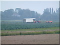 Harvesting cauliflowers near Wigtoft Marsh Farm in PE20 2QD