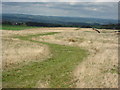 Bridleway south of West Greenridge in NE46 2NX