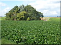 Sugar beet and copse near Hake's Drove in March West & Benwick Ward