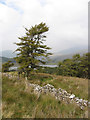 Tree on edge of Beddgelert Forest in LL54 6TL