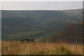 Looking across Crowden Brook towards Bareholme Moss in Tintwistle