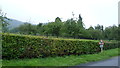 Hedge and orchard in Pipe Aston in autumn in SY8 2HG