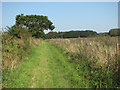 Footpath south of Redwing Farm in NR13 6EX