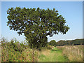 Oak tree beside footpath in NR13 6EX