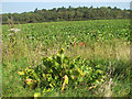 Sugar beet crop field beside Long Lane in NR12 8RP