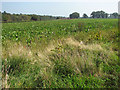 Sugar beet crop by The Grange in NR12 8RP