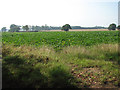 Sugar beet crop by The Grange in NR12 8JJ
