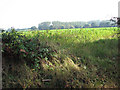 Crop fields by The Grange in NR12 8JJ