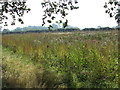 Field south of Long Lane in NR12 8JJ