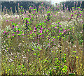 Wild flowers in field south of Long Lane in NR12 8JJ