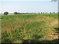 Crop fields south of Long Lane in NR12 8JJ